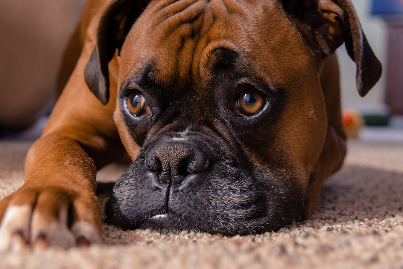 Understanding Hyperkeratosis in Dogs: Causes, Symptoms, and Treatment Options