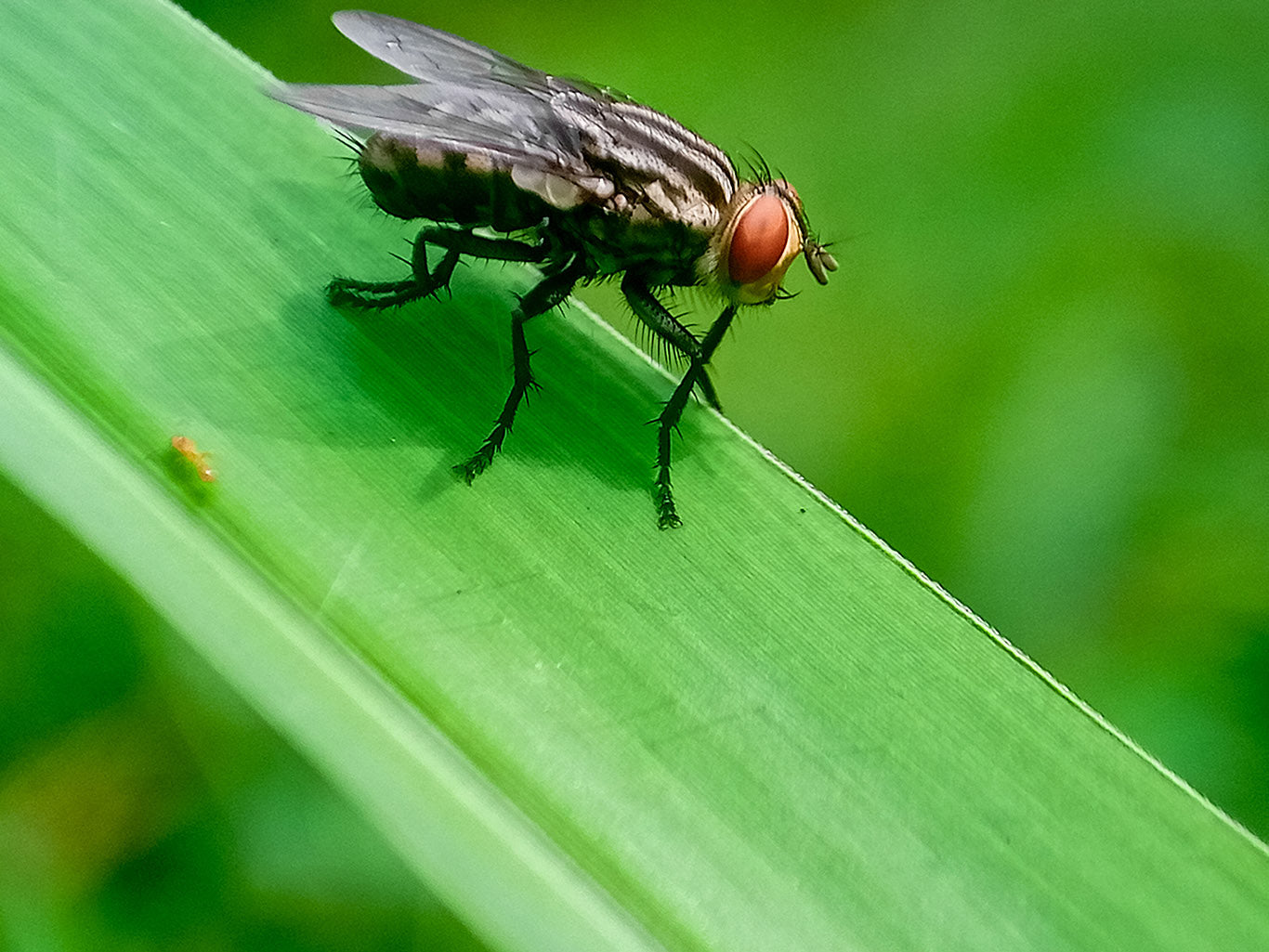 Screw Worm Alert: What Horse, Dog, and Cat Owners Need to Know