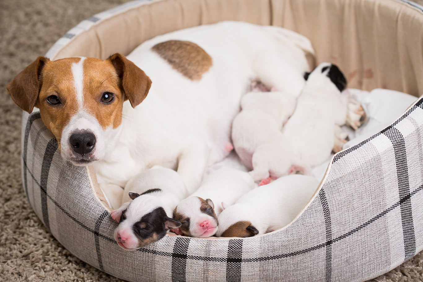 At What Age Can Dogs Get Pregnant? Understanding the Canine Reproductive Timeline