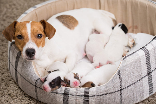 At What Age Can Dogs Get Pregnant? Understanding the Canine Reproductive Timeline