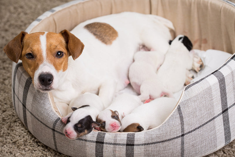 At What Age Can Dogs Get Pregnant? Understanding the Canine Reproductive Timeline