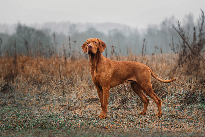 Dog Psoriasis and Skin Problems: Signs, Causes, and Treatments