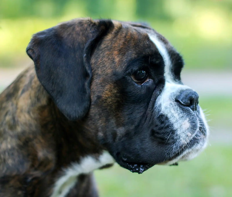 Artificial Insemination for Dogs: How to Do AI On Dogs