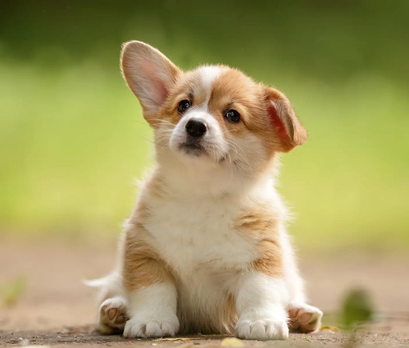 Bowed Legs in Puppies