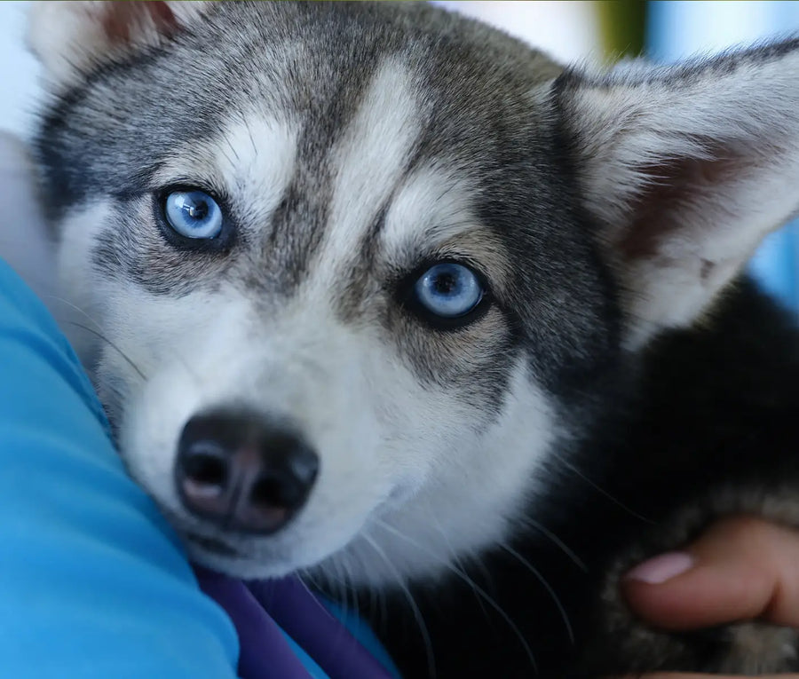 Brucellosis in Dogs