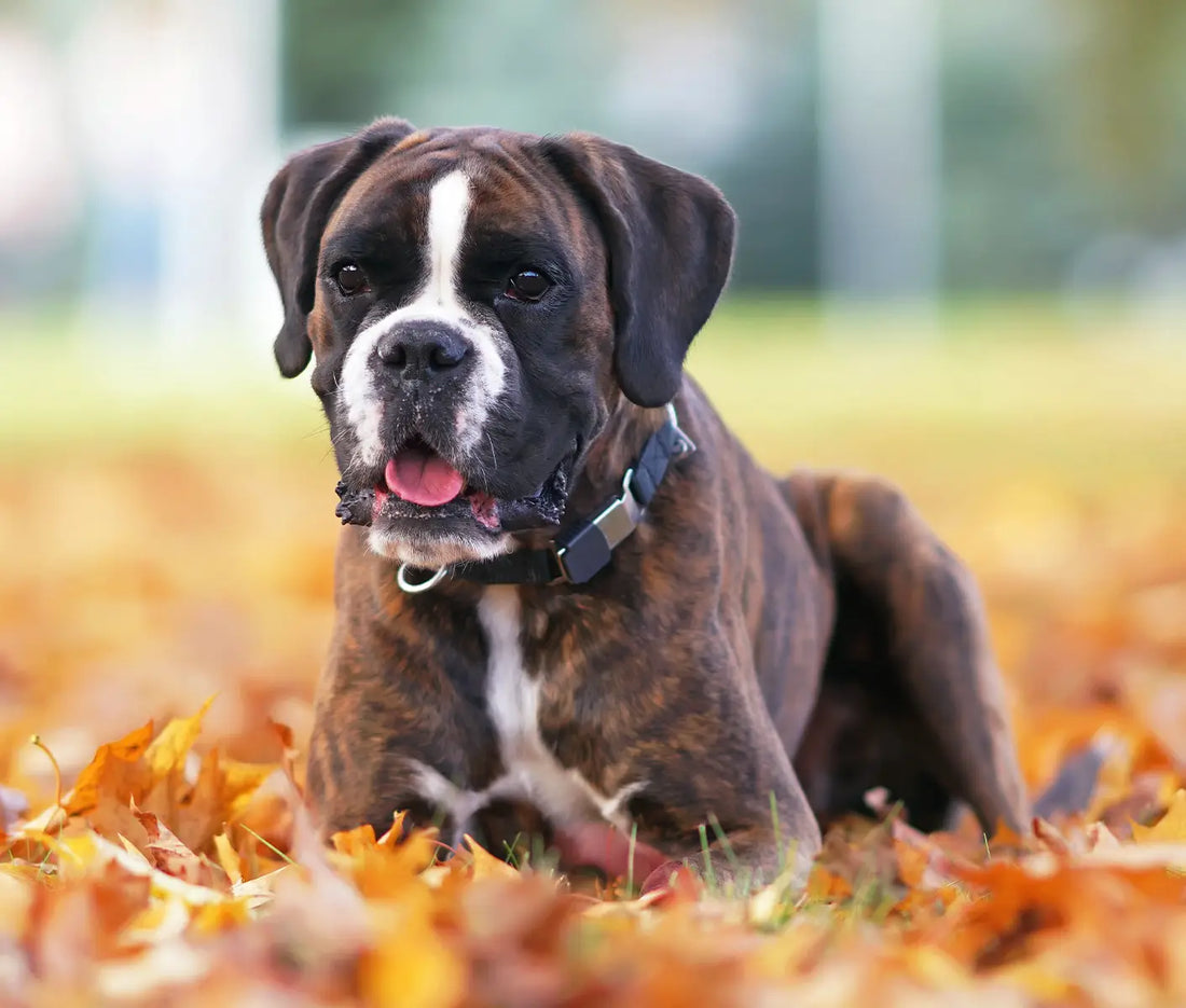 dog in leaves