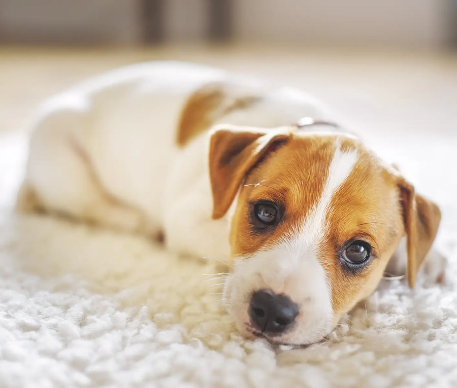 Cryptosporidium in Dogs