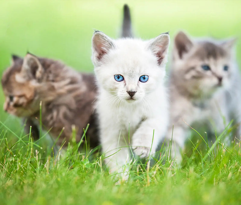 Deworming Feral Cat Colonies