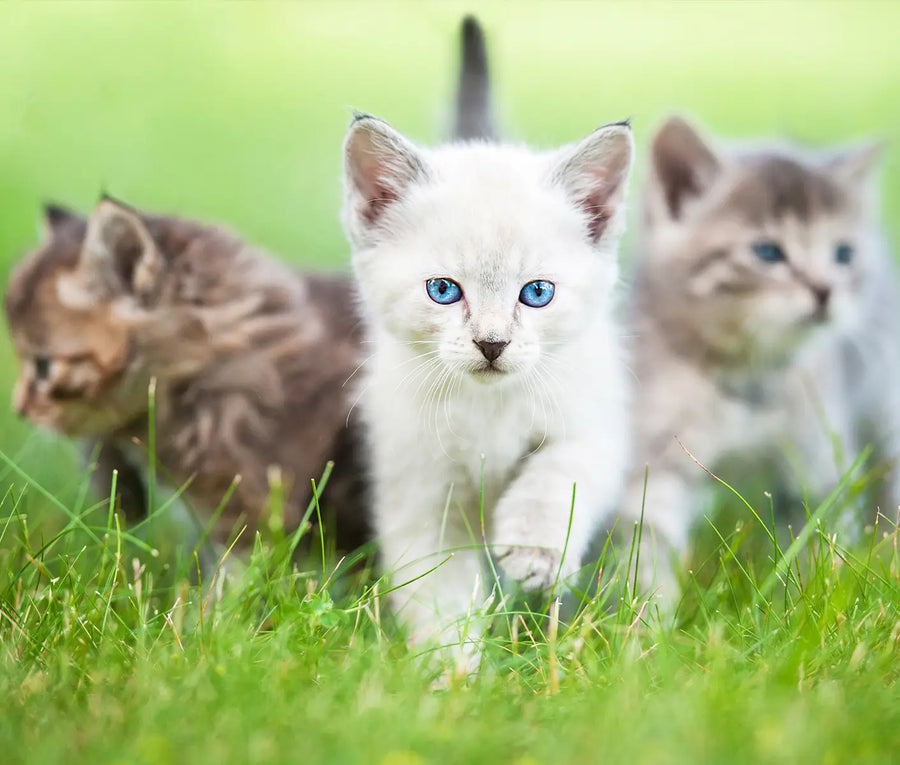 Deworming Feral Cat Colonies