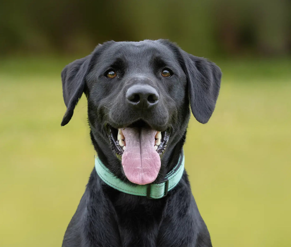 black dog