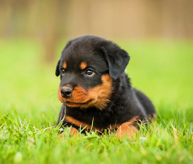 Distemper in Dogs