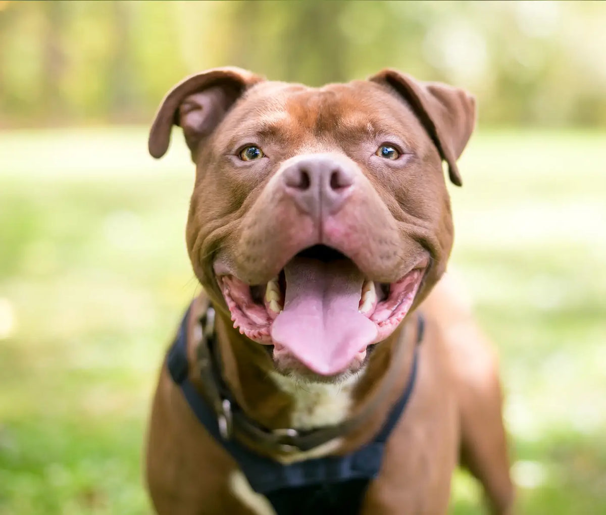 Dog Breeding – Stud Dog Problems