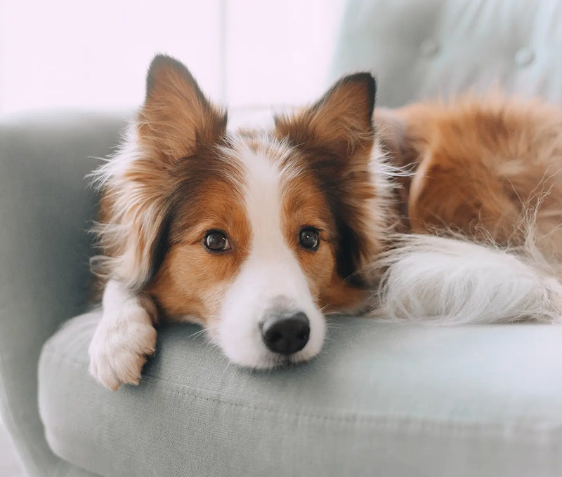 Dog Breeding – Triggering Heat