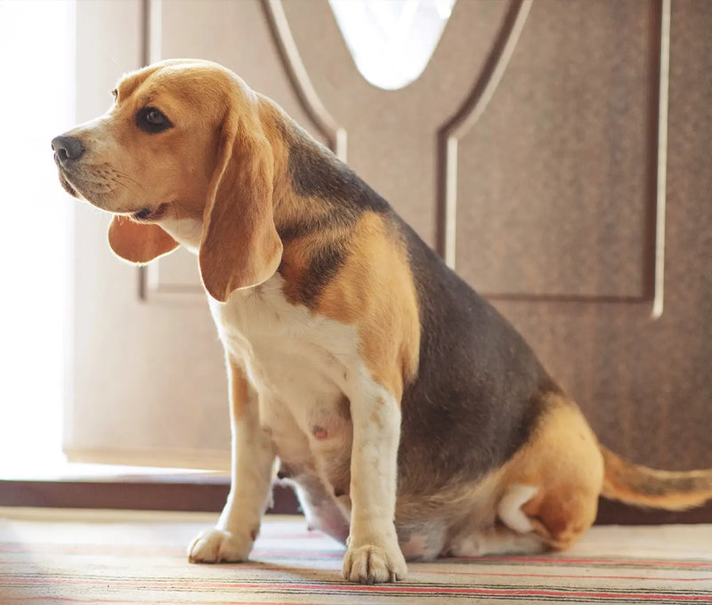 My First Litter: Dog Pregnancy Stages