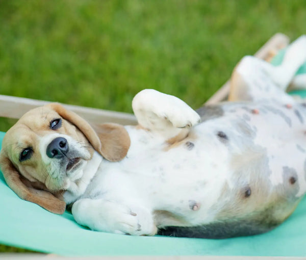 Dr. Greer’s Dog Breeding, Pregnancy and Whelping Plan