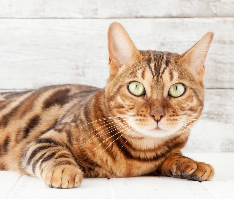 Feline Heat Cycle