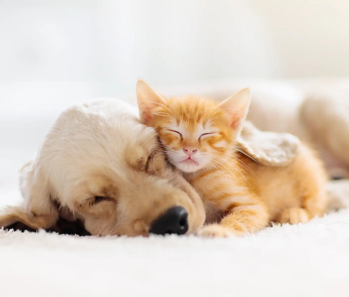 Giardia in Dogs and Cats
