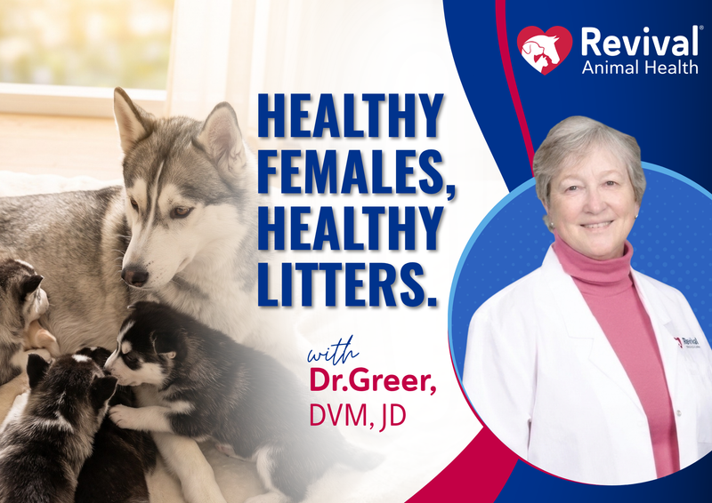Webinar: Healthy Females, Healthy Litters