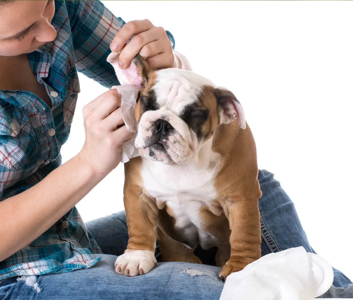 How to Clean a Dog’s or Cat’s Ears