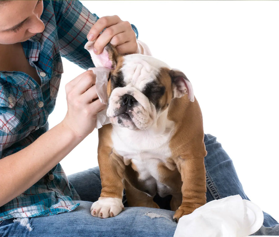 How to Clean a Dog’s or Cat’s Ears