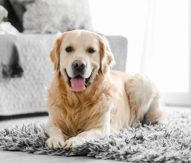 How to Dry up a Dog’s Milk