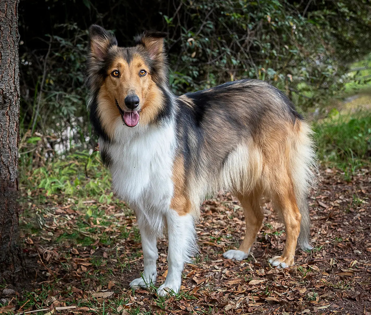How to Induce Heat in Dogs: 3 Drug-Free Ways