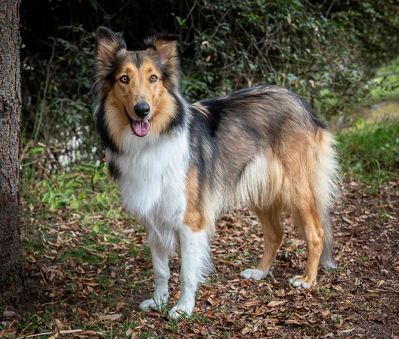 How to Induce Heat in Dogs: 3 Drug-Free Ways