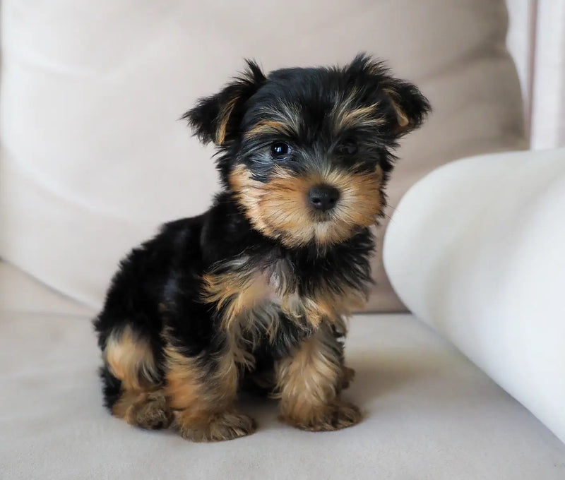 How to Take Care of a Teacup Puppy | Raising Tiny Dogs