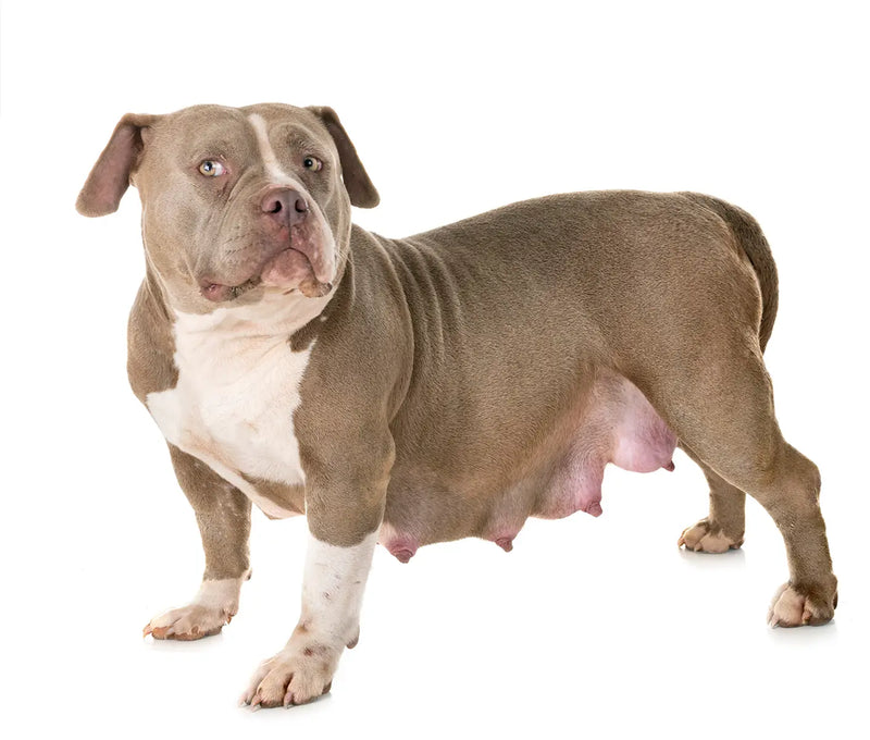 How to Use Calcium at Whelping