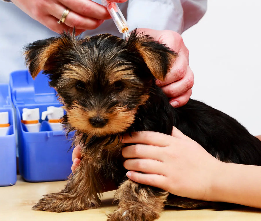 How to Vaccinate a Dog or Cat