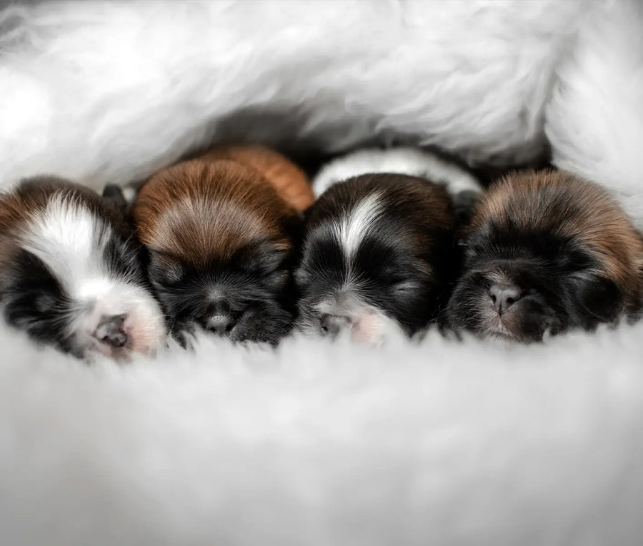 My First Litter: Weaning Puppies