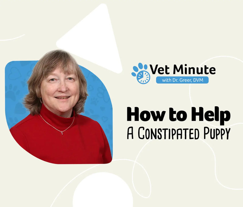 How to Help a Constipated Puppy