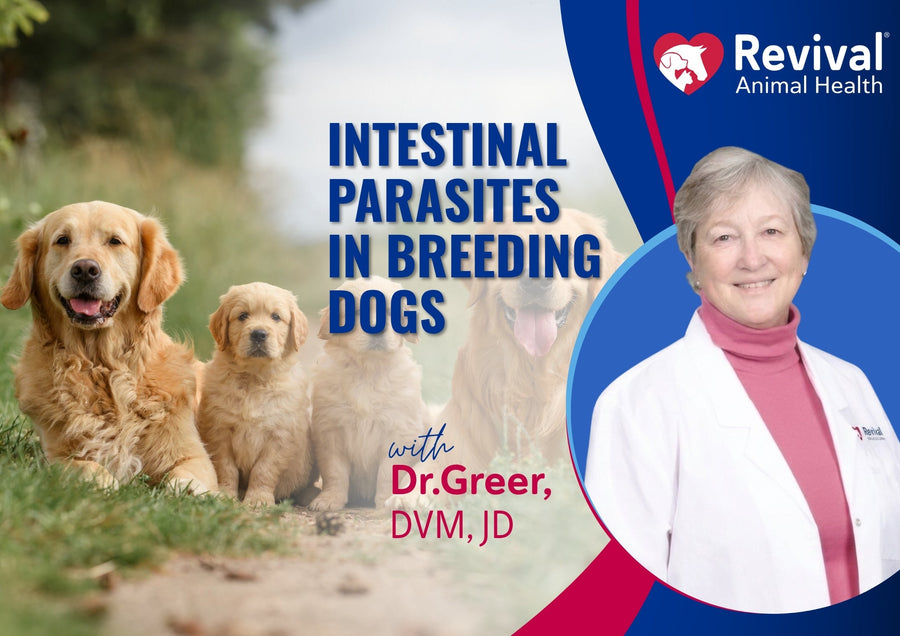 Webinar: Intestinal Parasites in Breeding Dogs