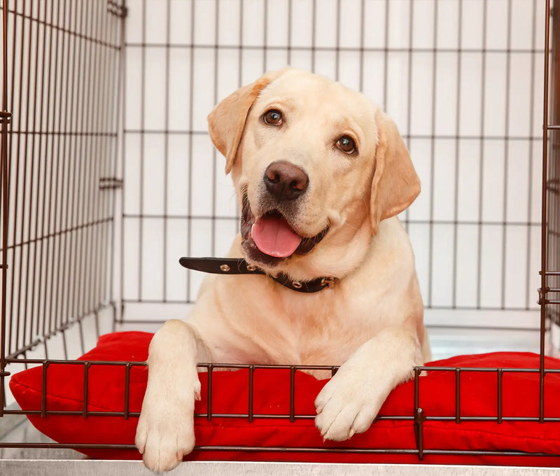 Kennel Cough Symptoms and Treatment
