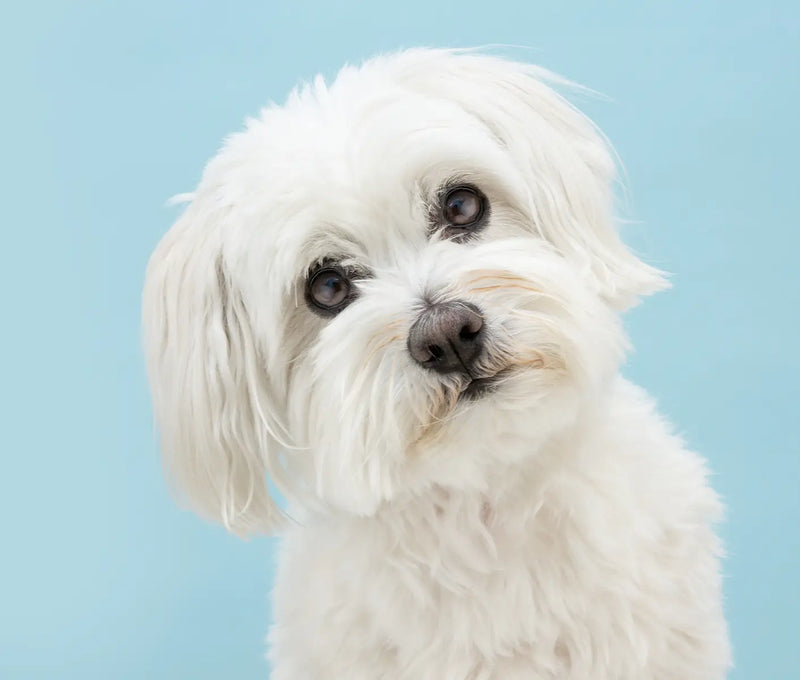 Kennel Cough Vaccine – Injectable, Intranasal or Oral?