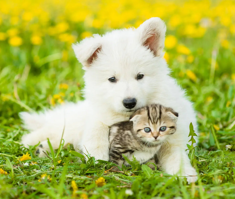 Kitten & Puppy Deworming Schedule | Revival Animal Health