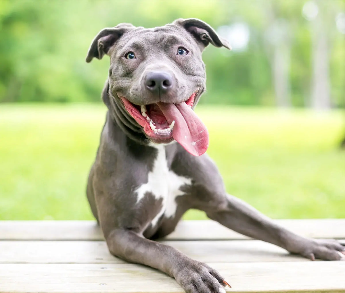 Lyme Disease in Dogs