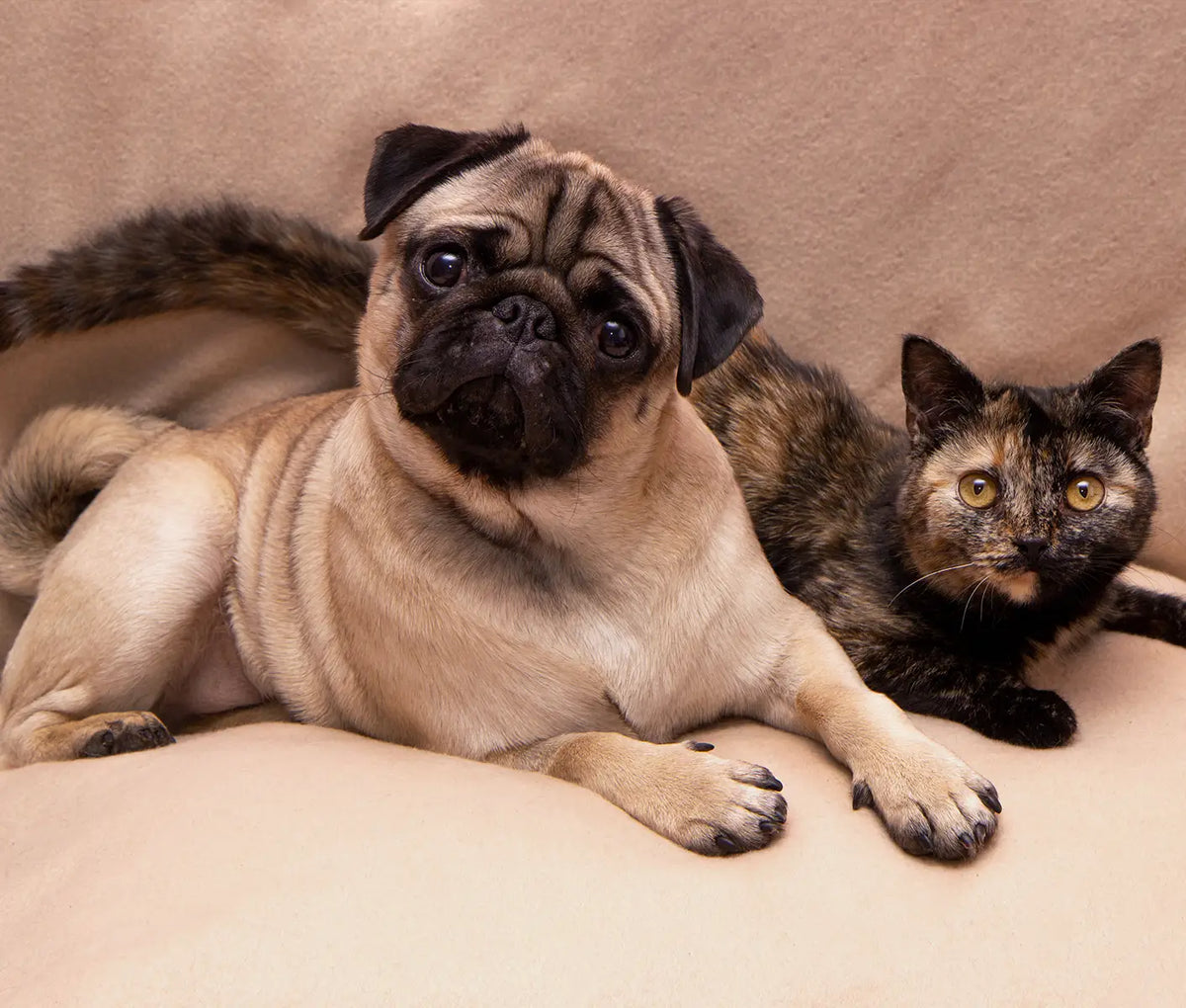 Nebulizer Treatment for Dogs and Cats