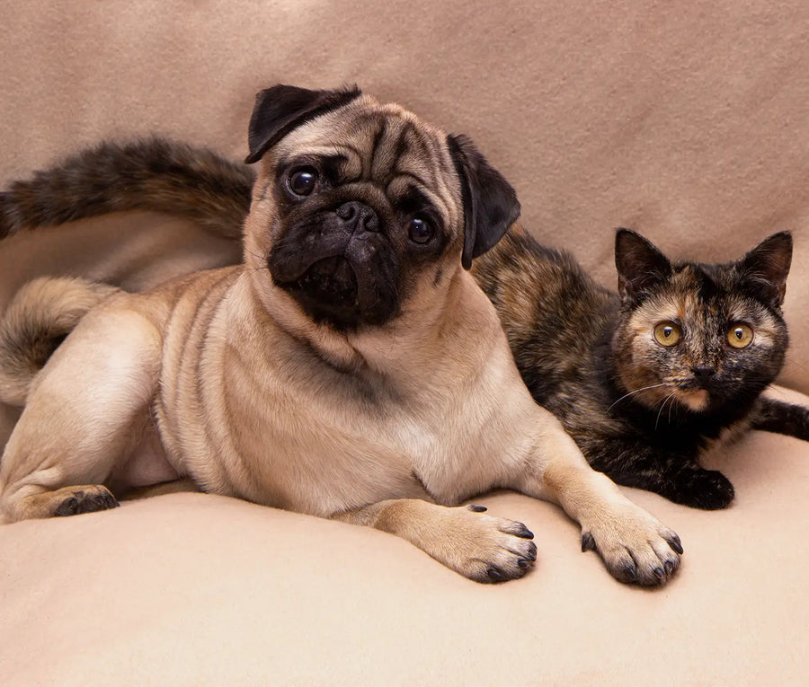 Nebulizer Treatment for Dogs and Cats