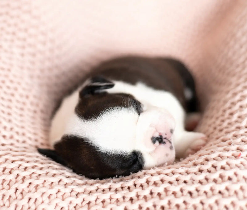 My First Litter: Newborn Puppy Care