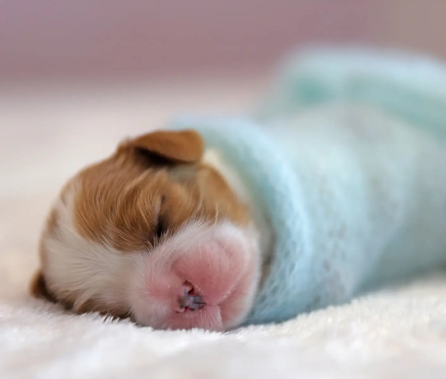 Normal Neonatal Puppy Development Chart
