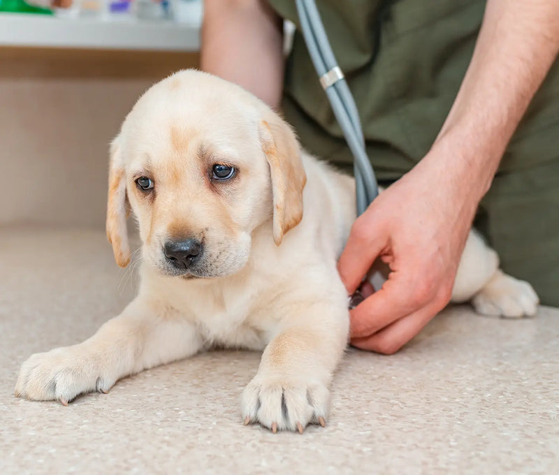 Parvo in Puppies and Dogs | Parvo Symptoms and Signs