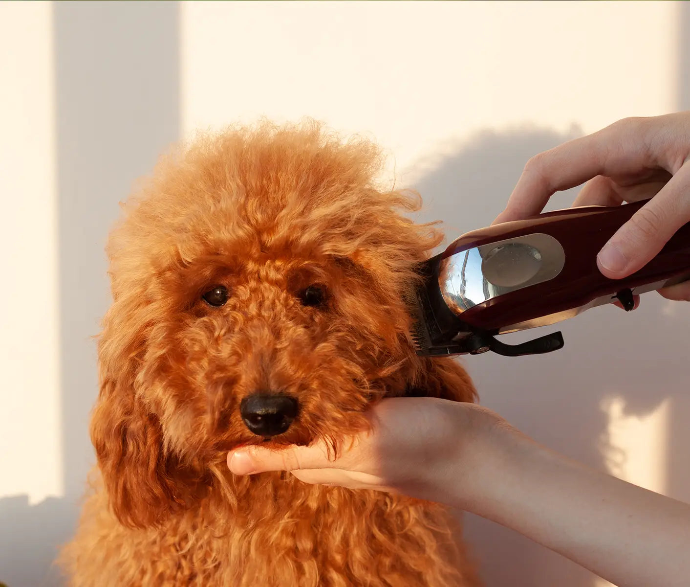 Pet Grooming Clipper Blade Chart Size and Use | Dog Grooming Clipper Blades