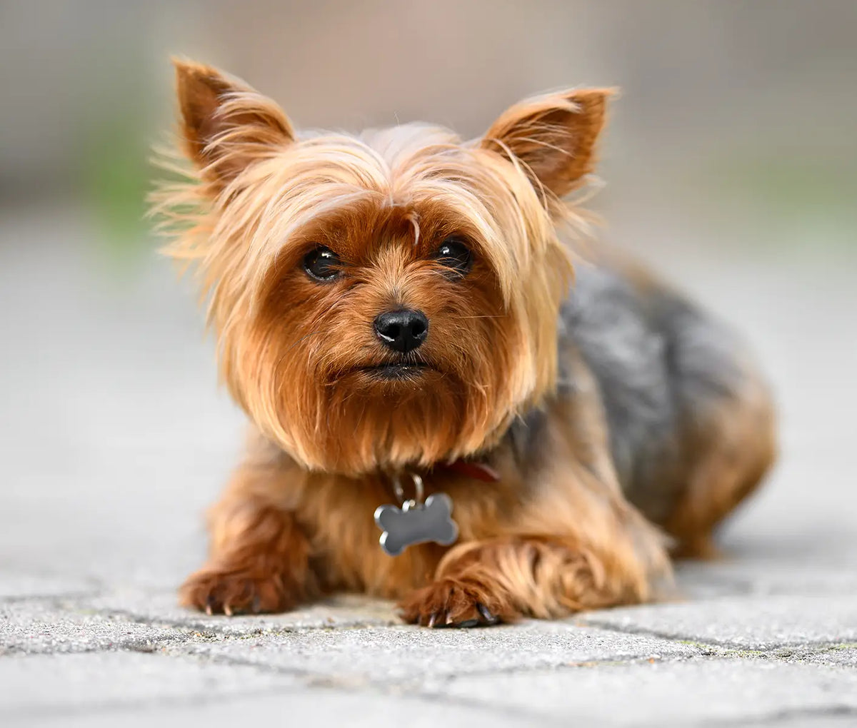 Pet Grooming Tips & Tricks