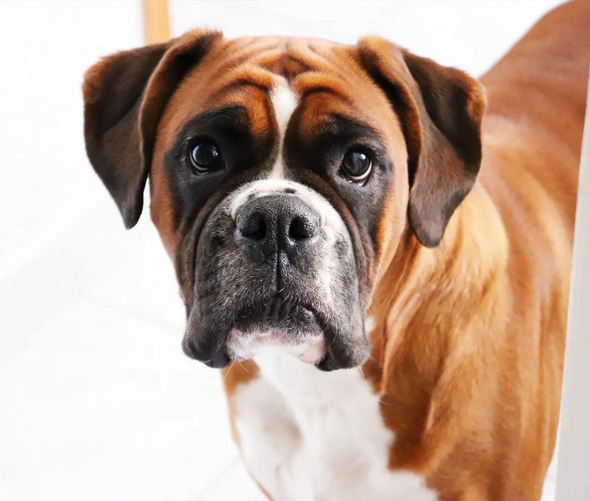 Pet Safe Disinfectants: Dog Kennel Cleaner