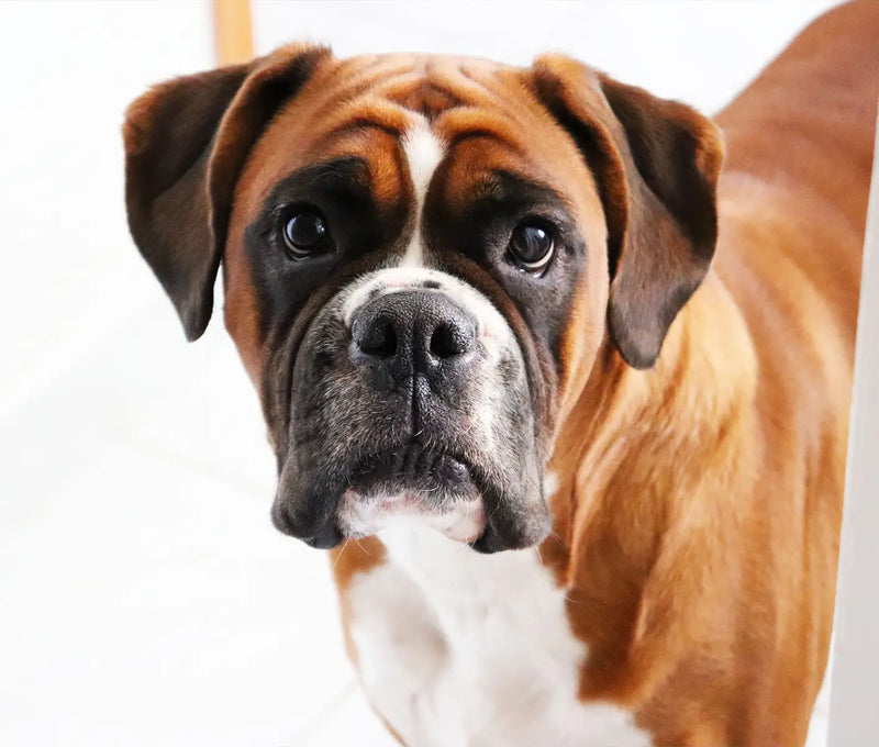 Pet Safe Disinfectants: Dog Kennel Cleaner