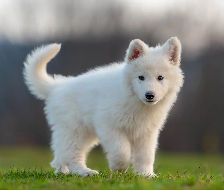 Disease Carrying Pests: Protecting Pets from Mosquitoes, Flies, Fleas and Ticks