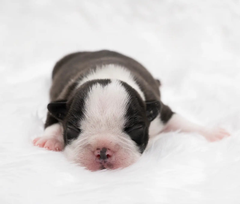 Singleton Puppy Syndrome