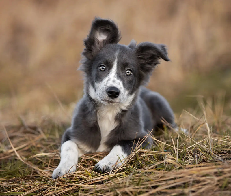 Stool Eating in Dogs: Coprophagia Causes and Solutions