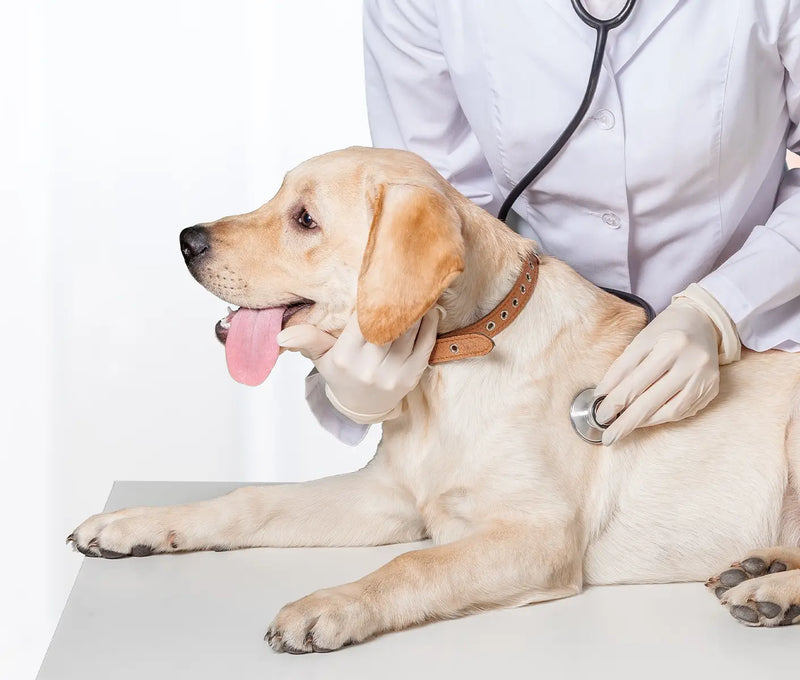Stud Dog Issue: Blood in a Dog’s Semen
